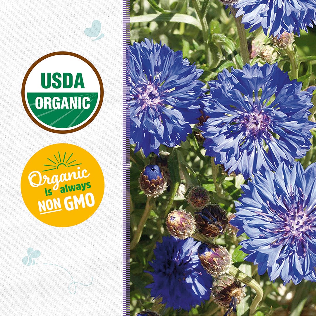 Organic Bachelor Buttons Seeds — 'Jubilee' - Image 2