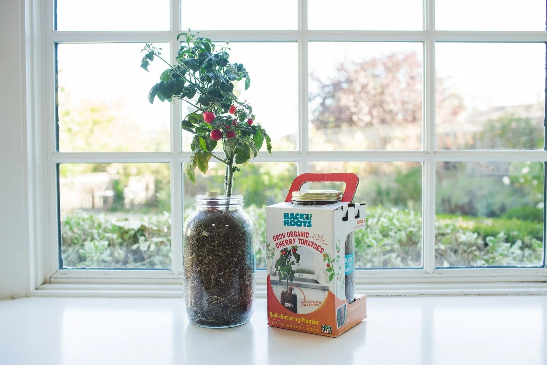 Summer Gardening Collection: 12 Kit Bundle (Herbs, Veggies, Mushrooms,  & Microgreens) - Image 7